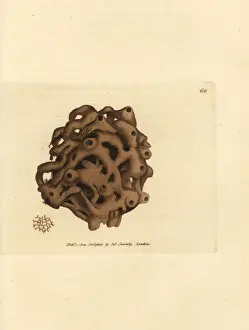 Sponge Prints: Sponge, Haliclona cinerea