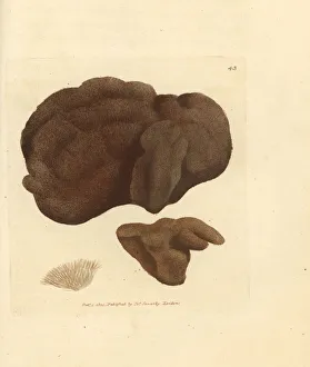 Subjects Gallery: Sponge, Spongionella pulchella