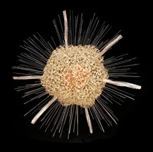 Rhizaria Collection: Spongosphaera streptacantha, radiolarian