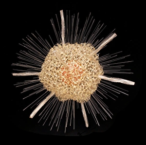 Rhizaria Collection: Spongosphaera streptacantha, radiolarian