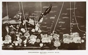 Spoof Prints: Spoof postcard on the Colchester Native Oyster Beds