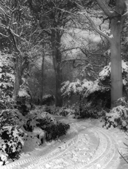 Spooky Prints: Spooky Snow Scene