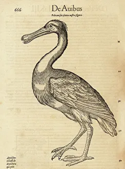 Spoonbill Prints: Spoonbill species, possibly the African spoonbill, Platalea alba