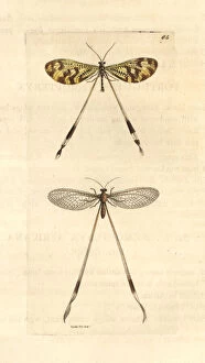 Africana Gallery: Spoonwings, Nemoptera bipennis and Nemopterella africana