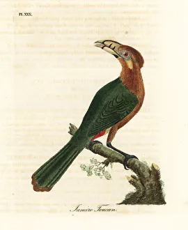 Janeiro Gallery: Spot-billed toucanet, Selenidera maculirostris, female