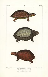 Germain Gallery: Spot legged, flapshell and helmeted turtles