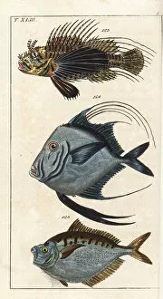 Spotfin lionfish, lookdown, and pugnose ponyfish