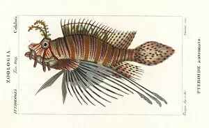 Azalea Gallery: Spotfin lionfish, Pterois antennata
