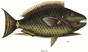 Aquatic Gallery: Spotlight Parrotfish Date: 1743