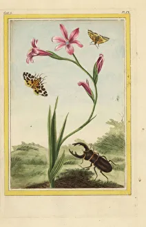 Lily Gallery: Spotted African corn lily, Ixia maculata, with stag beetle