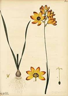 Henry Andrews Prints: Spotted African corn lily, Ixia maculata