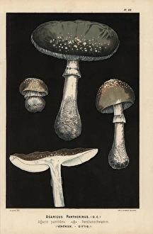 Amanita Gallery: Spotted amanita, Amanita pantherina, Agaricus