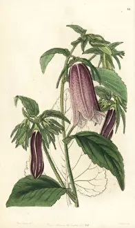 Spotted bellflower, Campanula punctata