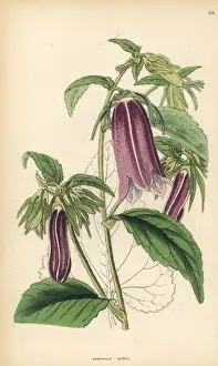 Spotted bellflower, Campanula punctata