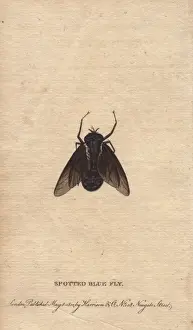Spotted blue fly of New South Wales, Rutilia species