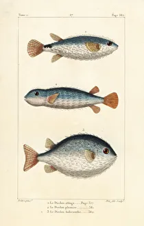 Germain Gallery: Spotted burrfish and long-spine porcupinefish