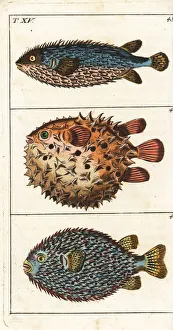 Encyclopedia Gallery: Spotted burrfish, porcupinefish and birdbeak burrfish