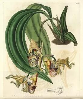 Orchid Collection: Spotted coryanthes orchid, Coryanthes maculata