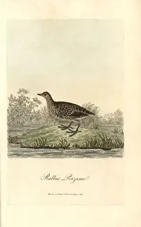 Crake Prints: Spotted crake, Porzana porzana