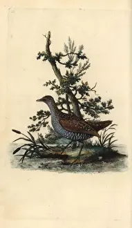 1794 1819 Prints: Spotted crake, Porzana porzana