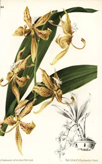 Spotted cycnoches orchid, Cycnoches maculatum