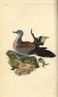 Spotted dove or pancou, Spilopelia chinensis