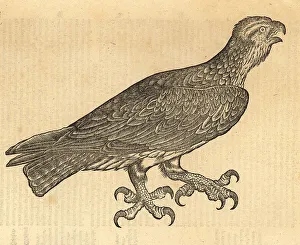 De Avibus Prints: Spotted eagle, Clanga clanga