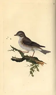 London Prints: Spotted flycatcher, Muscicapa striata