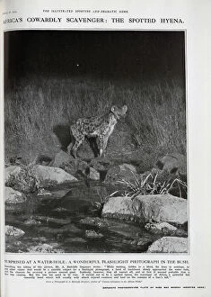 Safari Collection: Spotted Hyena