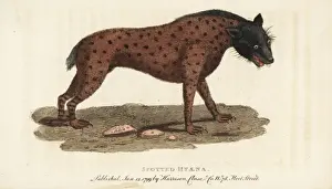Thomaspennant Prints: Spotted hyena, Crocuta crocuta
