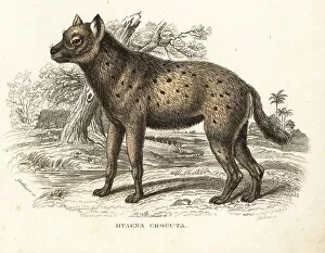 Thierreiches Collection: Spotted hyena, Crocuta crocuta
