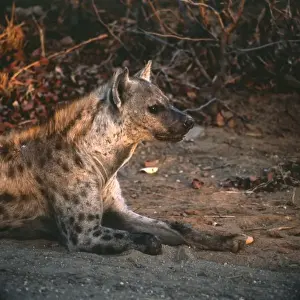 Thousand Prints: Spotted Hyena in Kruger National Park, South Africa