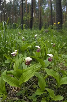 Spotted Ladys Slipper Orchid - flowering wild