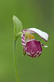 Spotted Ladys Slipper orchid - flowering wild plant