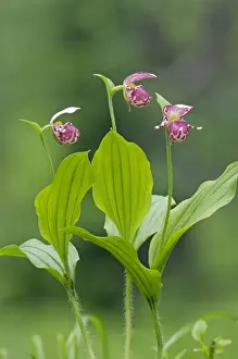 Slipper Prints: Spotted Ladys Slipper Orchid - flowering wild plants
