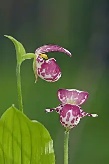 Spotted Ladys Slipper Orchid - flowering wild plants