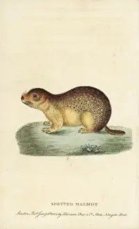 Souslik Prints: Spotted marmot, Spermophilus suslicus