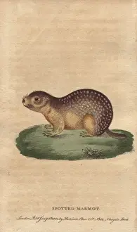 Marmot Prints: Spotted marmot or spotted suslik, Spermophilus suslicus
