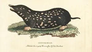 Georgeedwards Prints: Spotted mole, Talpa europaea