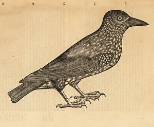 Spotted nutcracker or Eurasian nutcracker, Nucifraga caryocatact