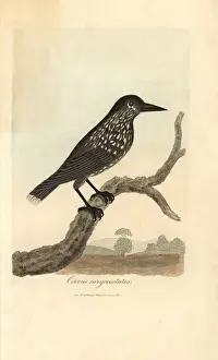 Graves Prints: Spotted nutcracker, Nucifraga caryocatactes
