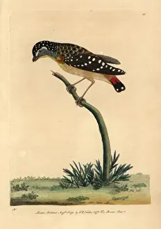 Spotted pardalote, Pardalotus punctatus
