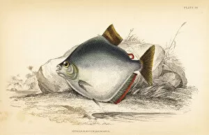 Salmon Gallery: Spotted piranha, Serrasalmus marginatus