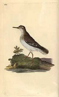 Actitis Gallery: Spotted sandpiper, Actitis macularia