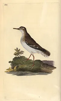 Actitis Gallery: Spotted sandpiper, Actitis macularia