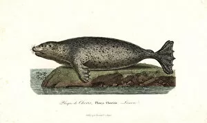 Phoca Collection: Spotted seal or largha seal, Phoca largha