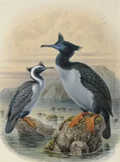 A History Of The Birds Of New Zealand Gallery: Spotted shag Kawau Tikitiki, Pitt Island Shag