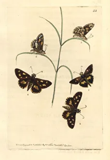 Skipper Collection: Spotted skipper and painted skipper