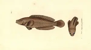 Spotted snakehead, Channa punctata