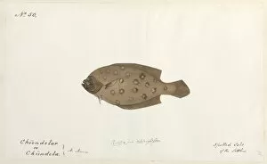 Spotted sole illustration